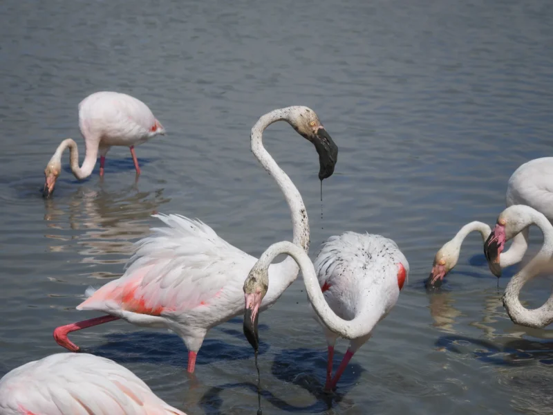 Fenicotteri rosa che filtrano il cibo nel fango con colli intrecciati al Parc Ornithologique de Pont de Gau