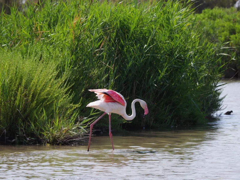 Fenicottero rosa con ali spiegate che si alimenta tra i canneti al Pont de Gau in Camargue