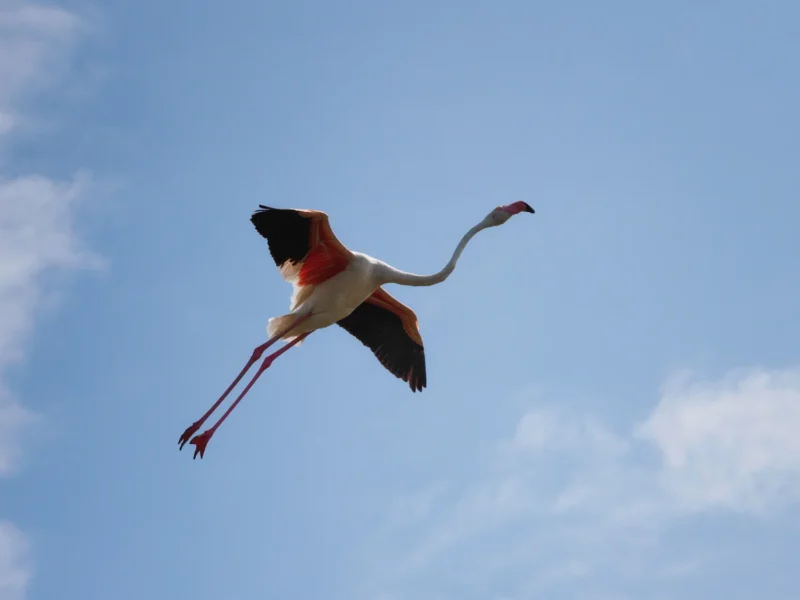 Fenicottero rosa in volo con ali aperte contro il cielo azzurro sopra la Camargue