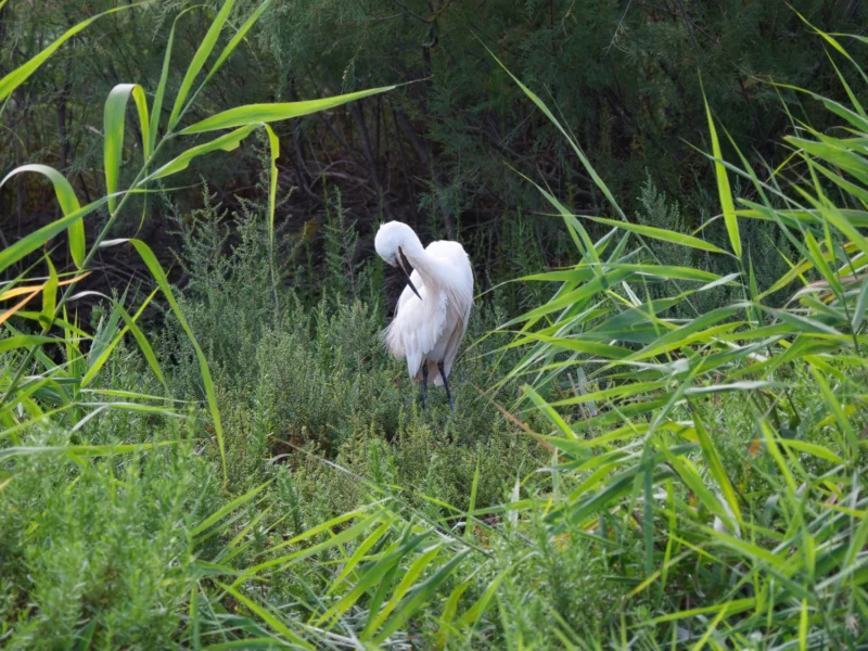 uccello con testa bruna estiva tra la vegetazione palustre lungo le rive del Pont de Gau in Camargue