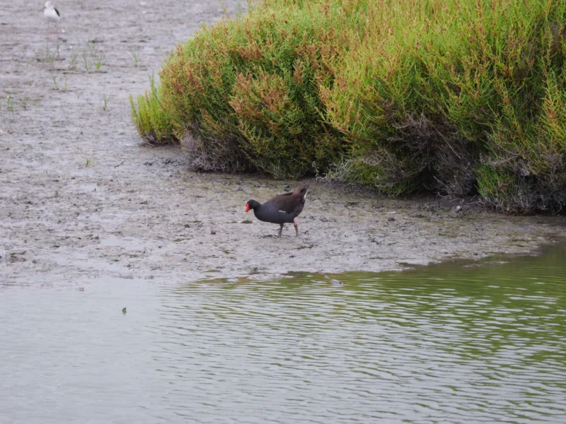 Gallinella d'acqua che cammina sul fango tra la salicornia al Pont de Gau in Camargue