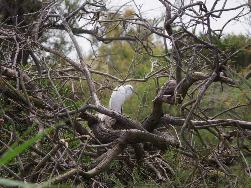 Garzetta appollaiata su rami secchi intrecciati nel Parc Ornithologique de Pont de Gau