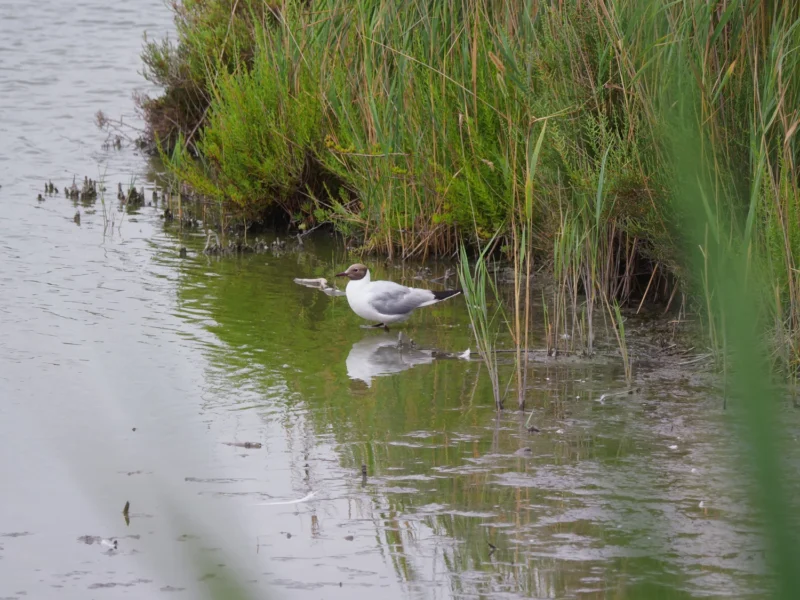 Garzetta che pesca nelle acque basse tra i canneti al Parc Ornithologique de Pont de Gau in Camargue