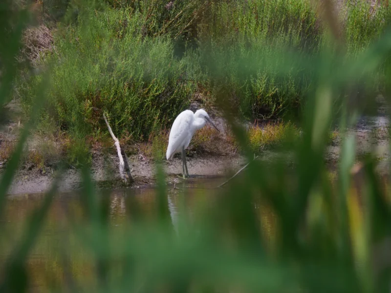 Garzetta intenta nella pulizia del piumaggio tra la vegetazione palustre al Pont de Gau in Camargue