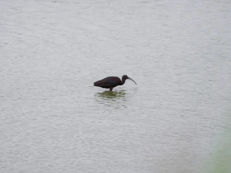 Mignattaio dal piumaggio scuro e becco curvo nell'acqua bassa al Parc Ornithologique de Pont de Gau