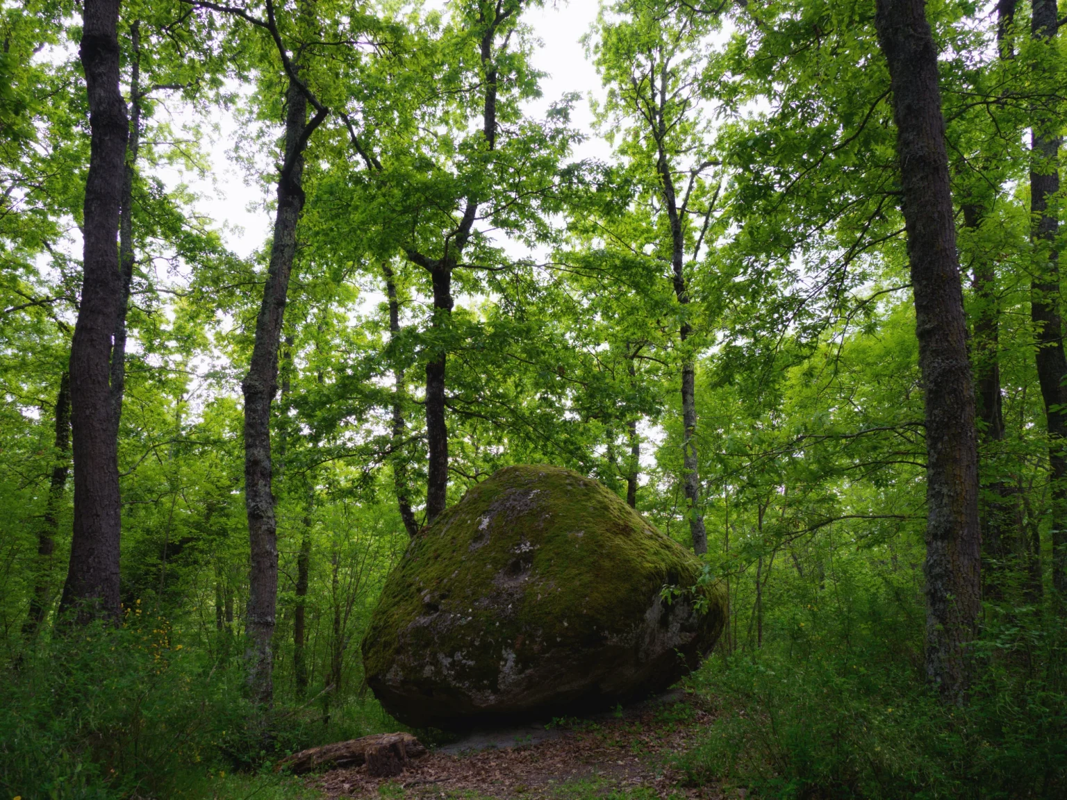 Masso di pietra vulcanica ricoperto di muschio nel bosco tra San Martino al Cimino e Vetralla
